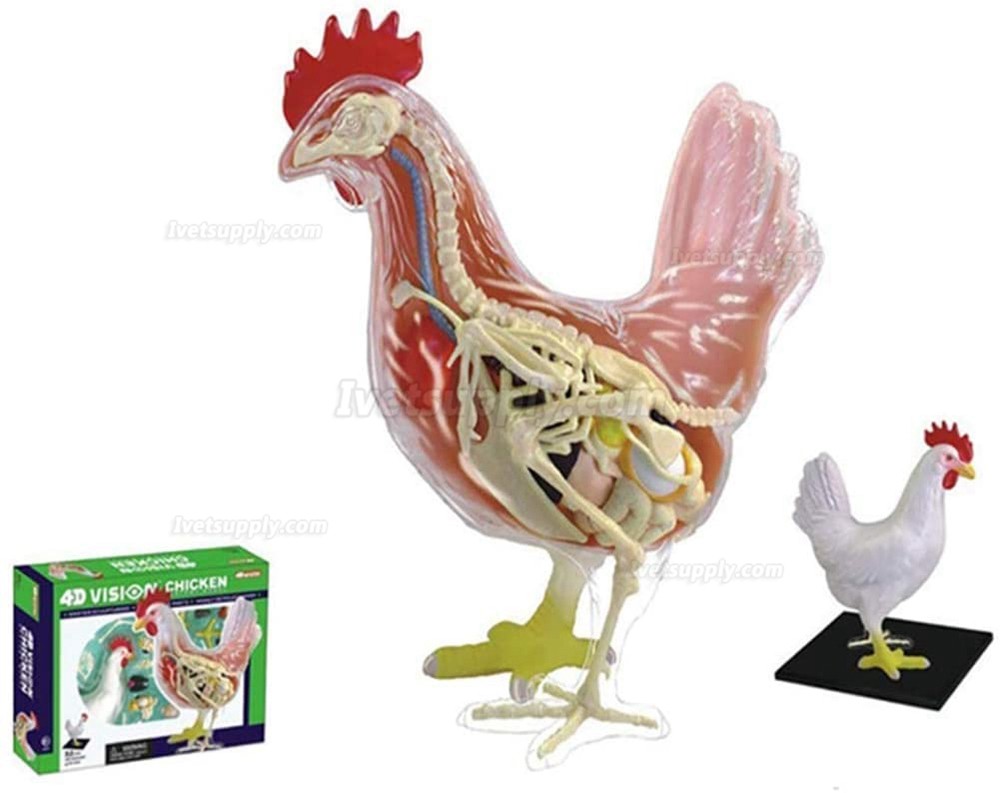 Chicken Skeleton & Anatomy Model Kit Detachable 32 Parts Animal Biology Medical Teaching Model